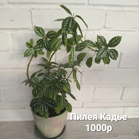 Пилея Кадье