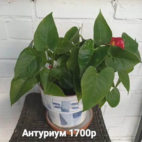 Антуриум