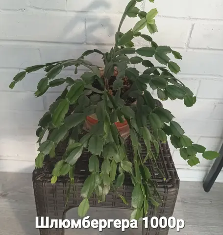 Шлюмбергера