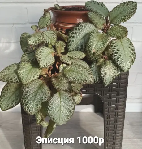 Эписция