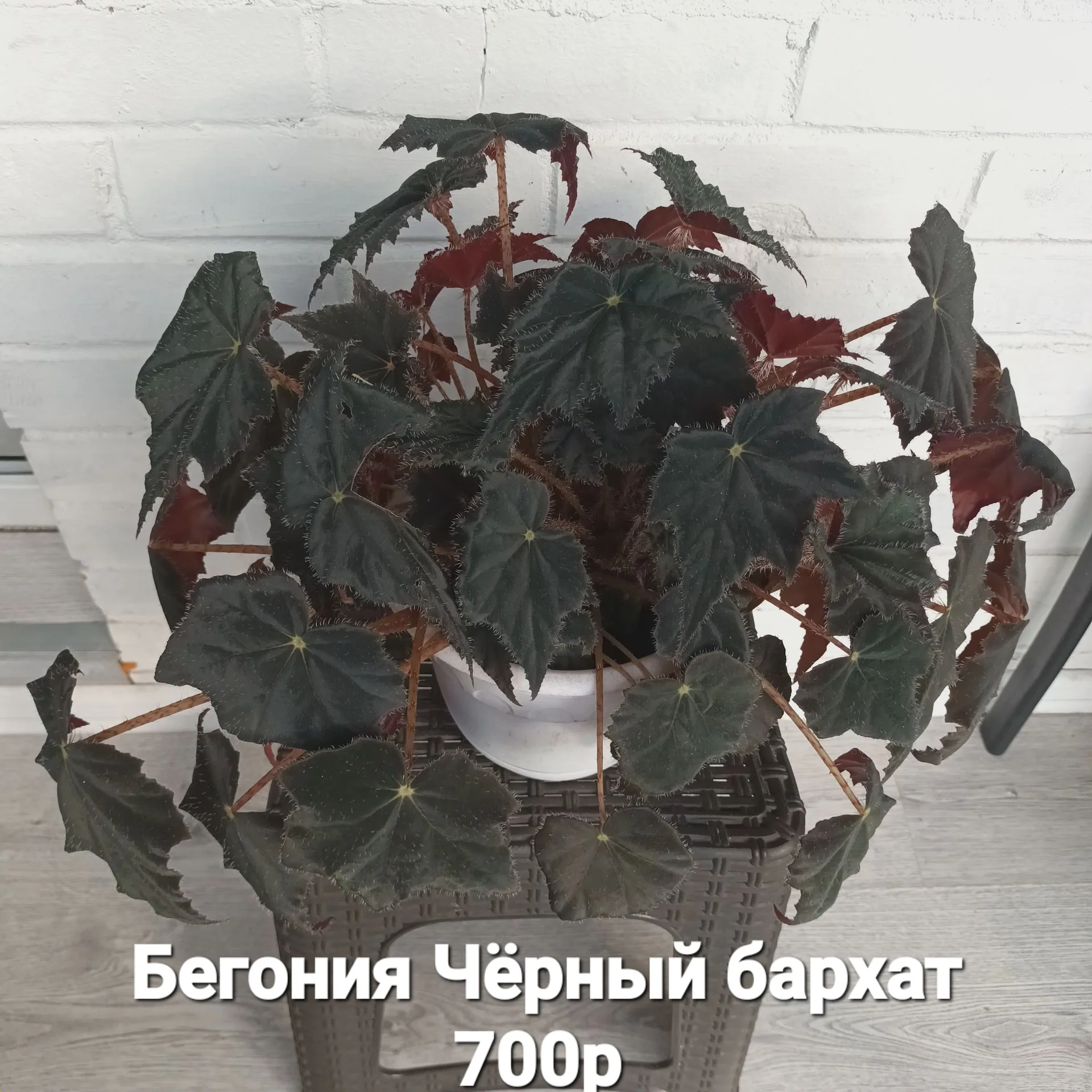 Бегония "Чёрный бархат " - изображение 1