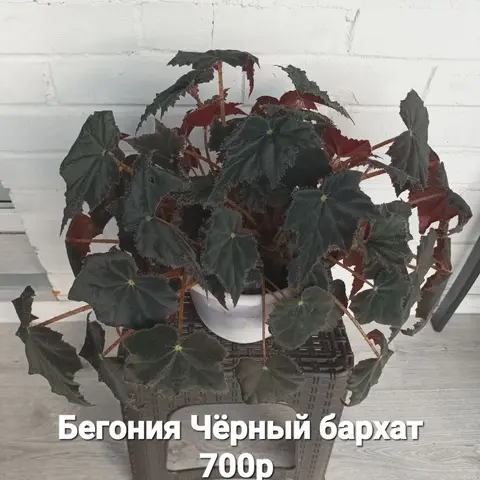 Бегония "Чёрный бархат "