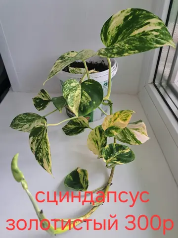 сциндапсус золотистый