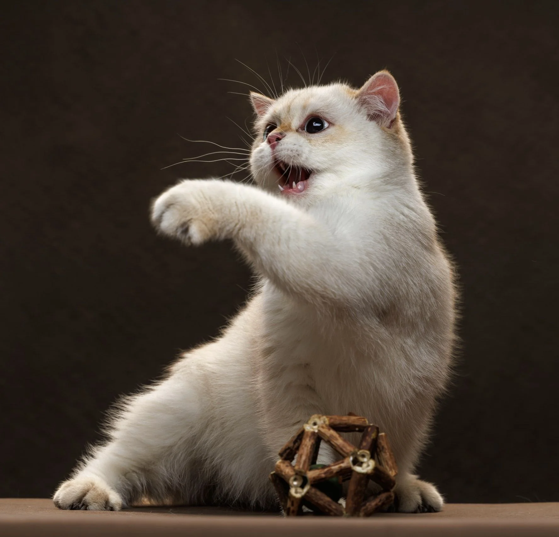Шотландский котенок - изображение 1