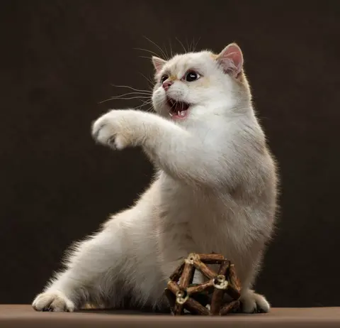 Шотландский котенок