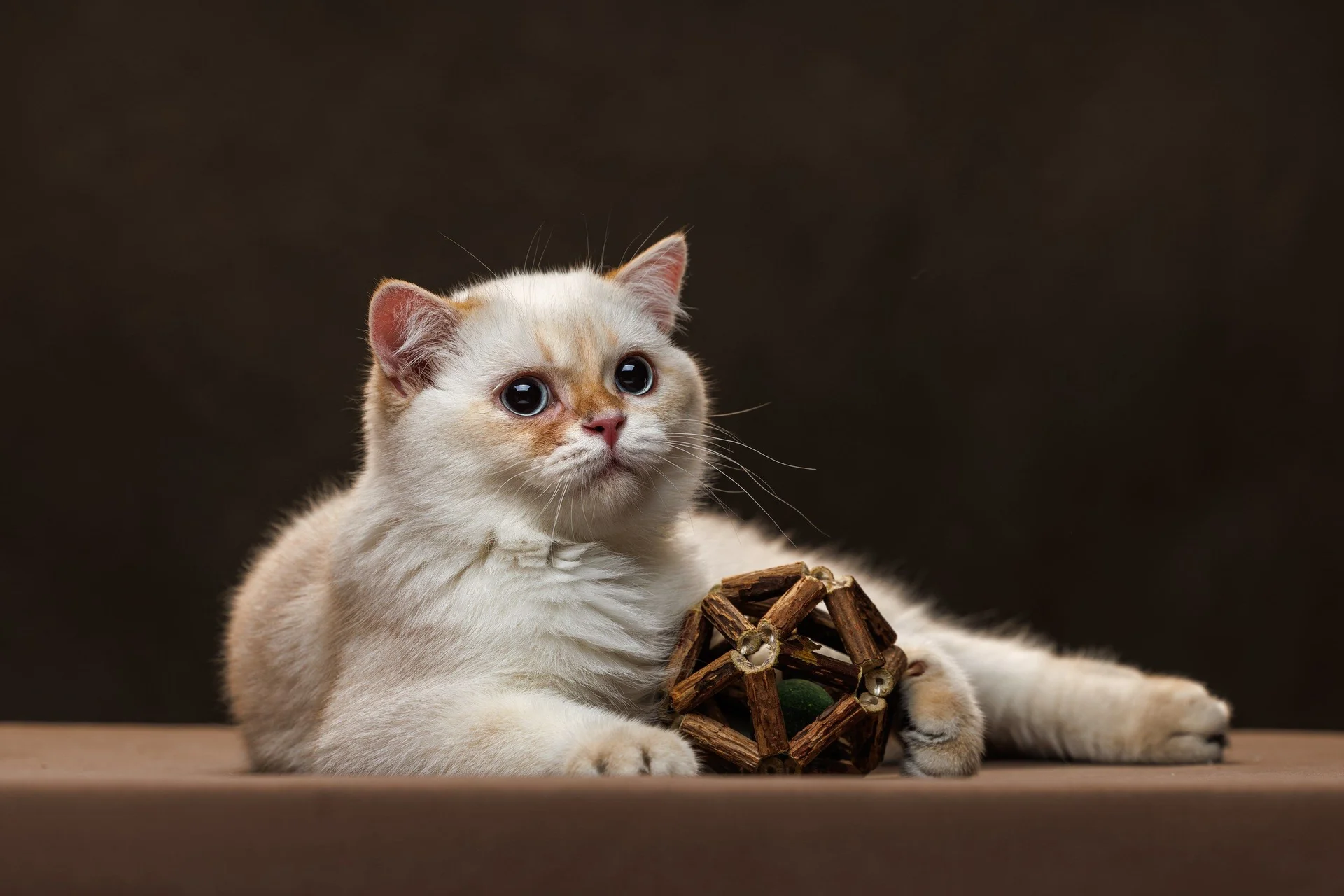 Шотландский котенок - миниатюра 4