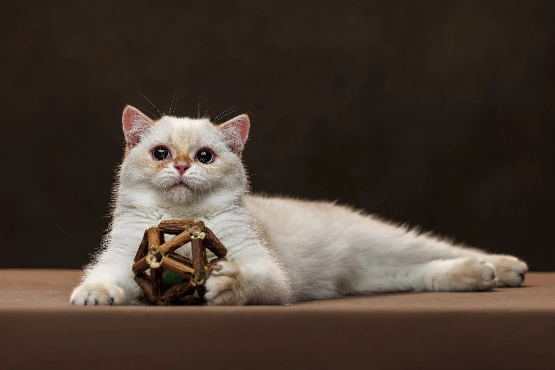 Шотландский котенок - миниатюра 5