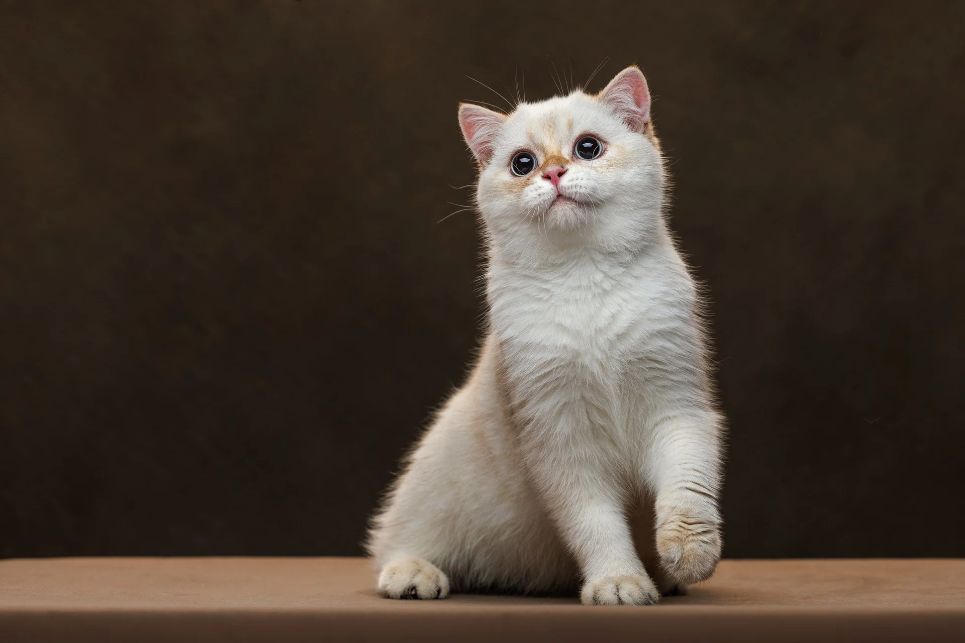 Шотландский котенок - миниатюра 6