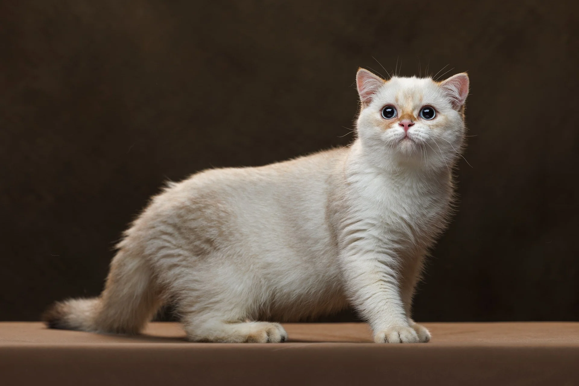 Шотландский котенок - миниатюра 7