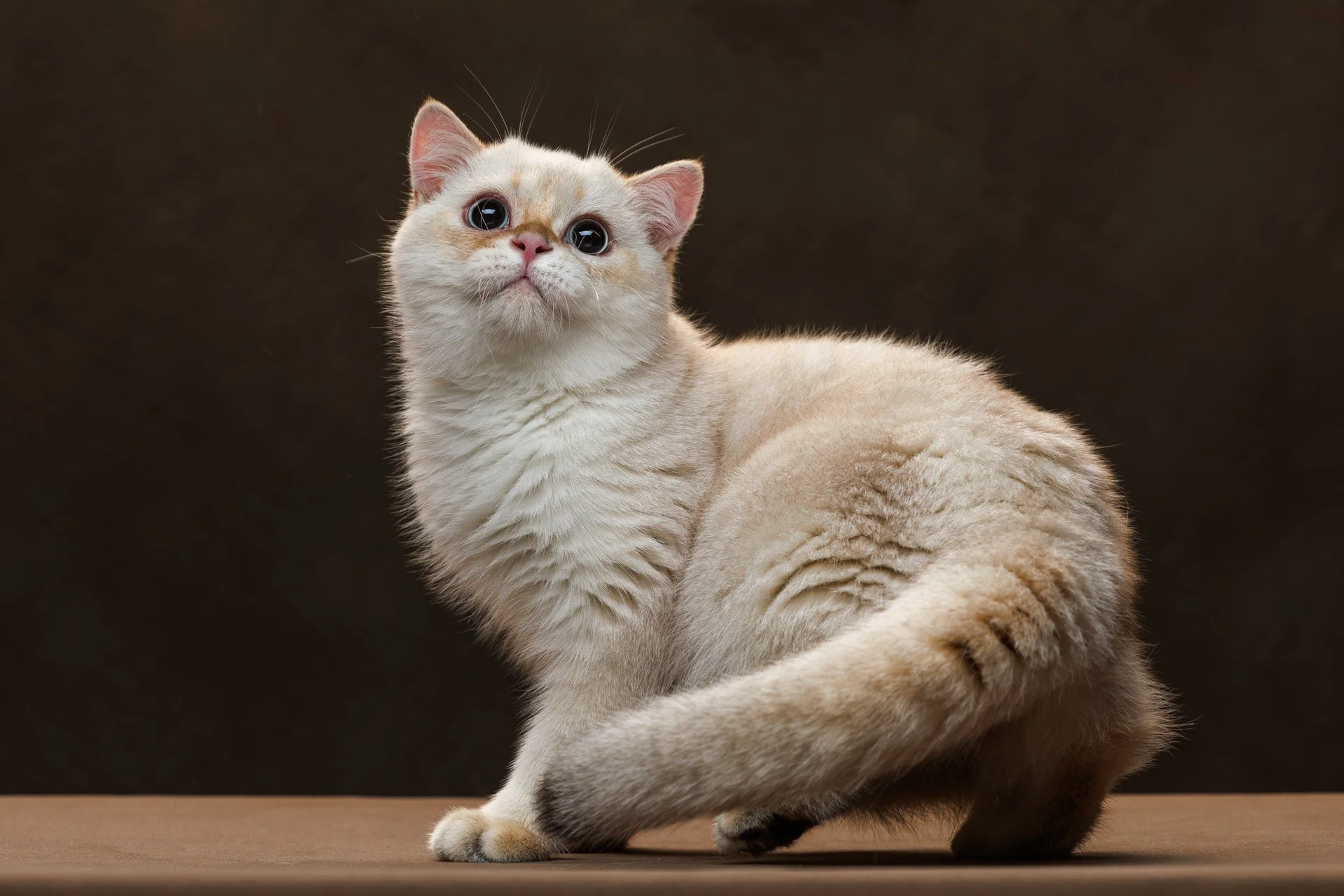 Шотландский котенок - миниатюра 8