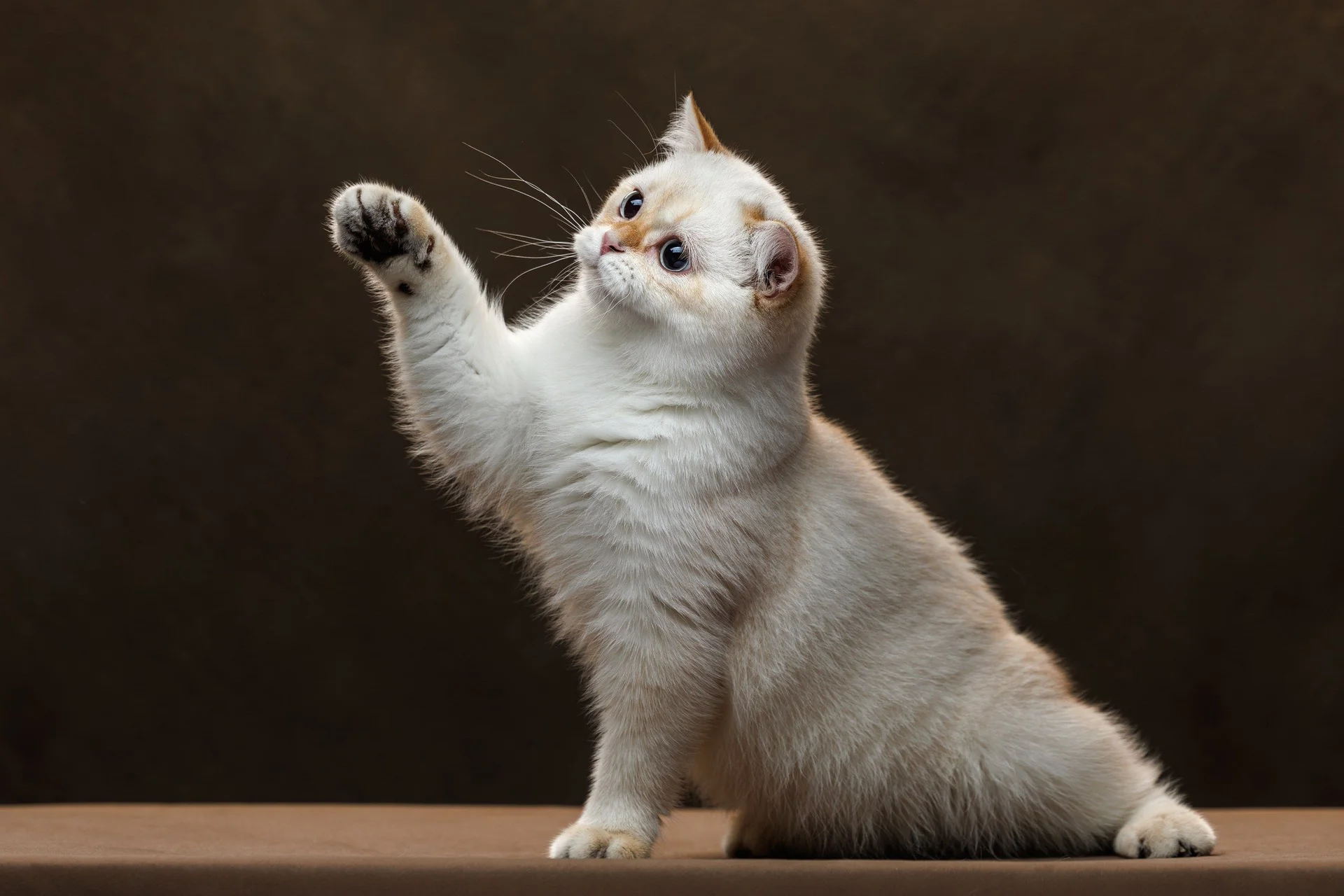 Шотландский котенок - миниатюра 9