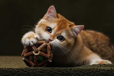 шотландский клубный котенок золотая шиншилла