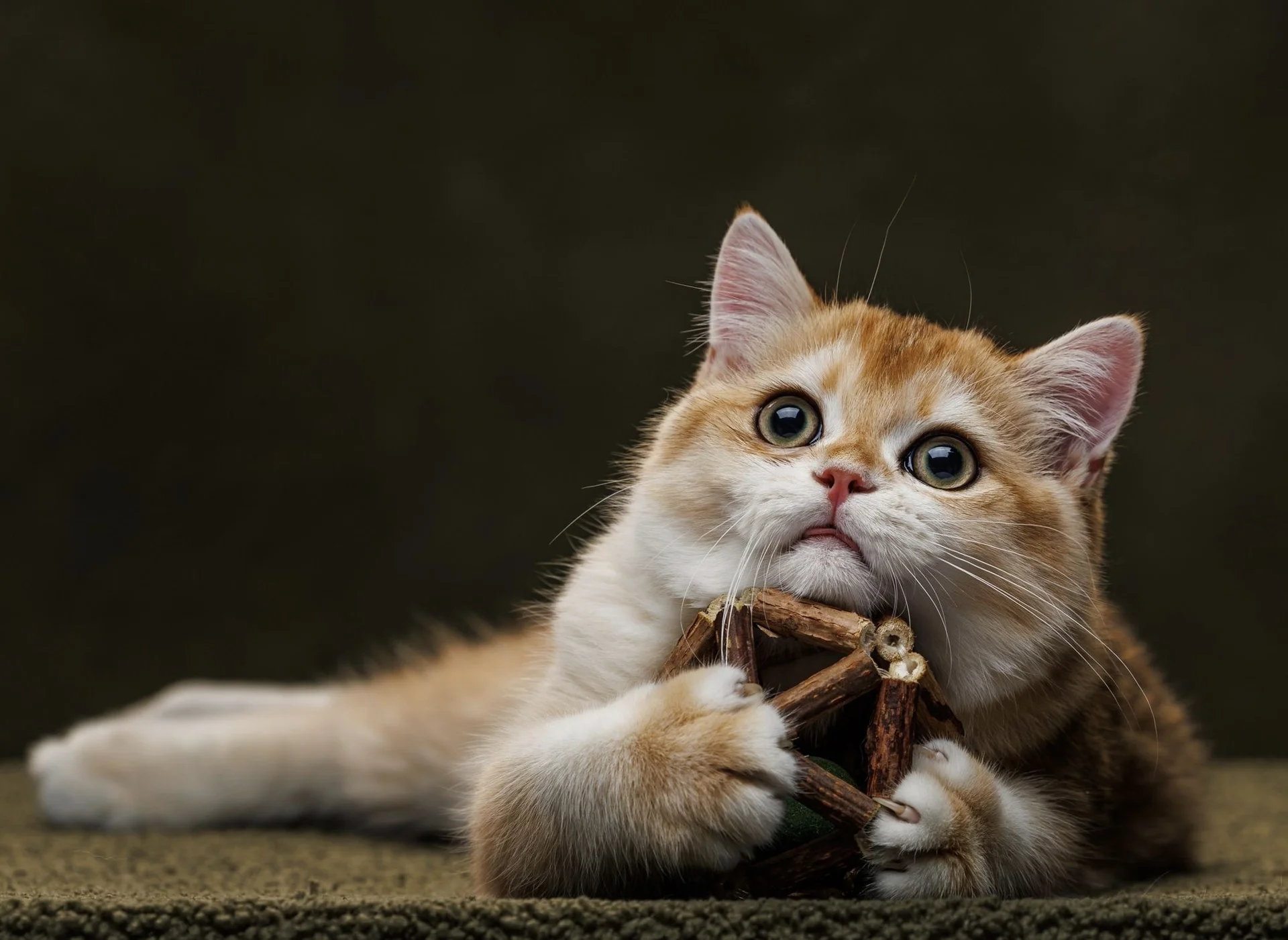 шотландский клубный котенок золотая шиншилла - миниатюра 3