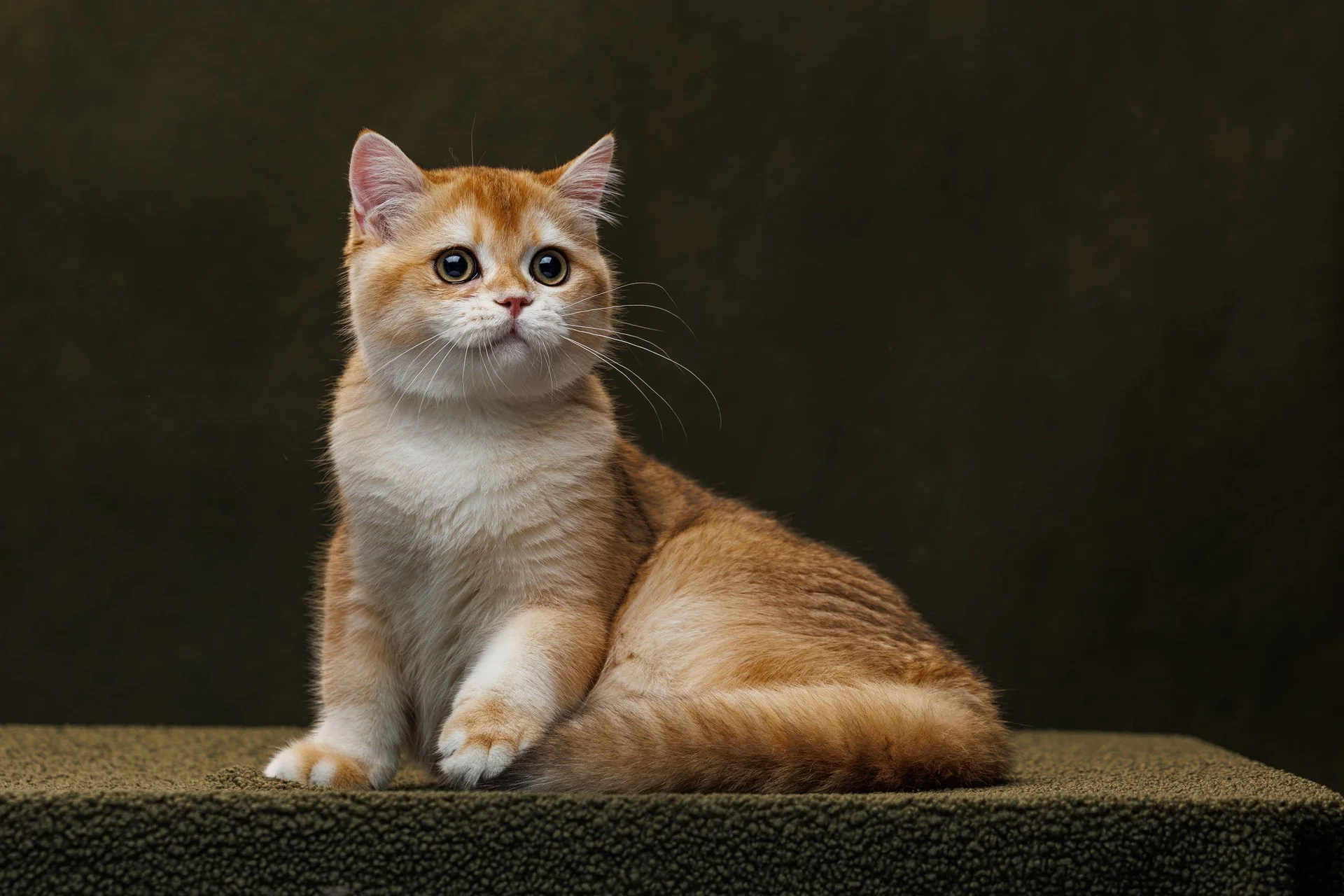 шотландский клубный котенок золотая шиншилла - миниатюра 6
