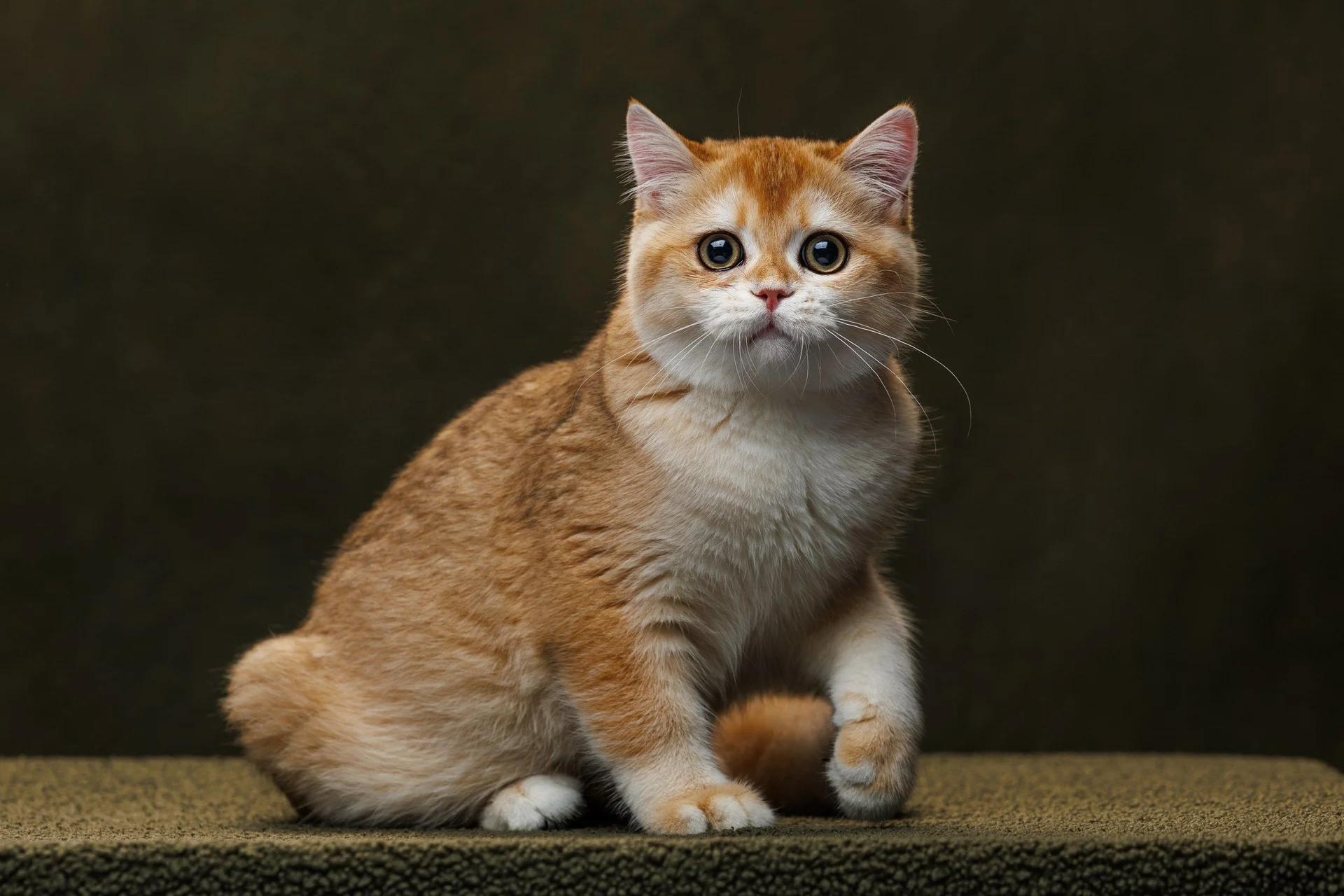 шотландский клубный котенок золотая шиншилла - миниатюра 7