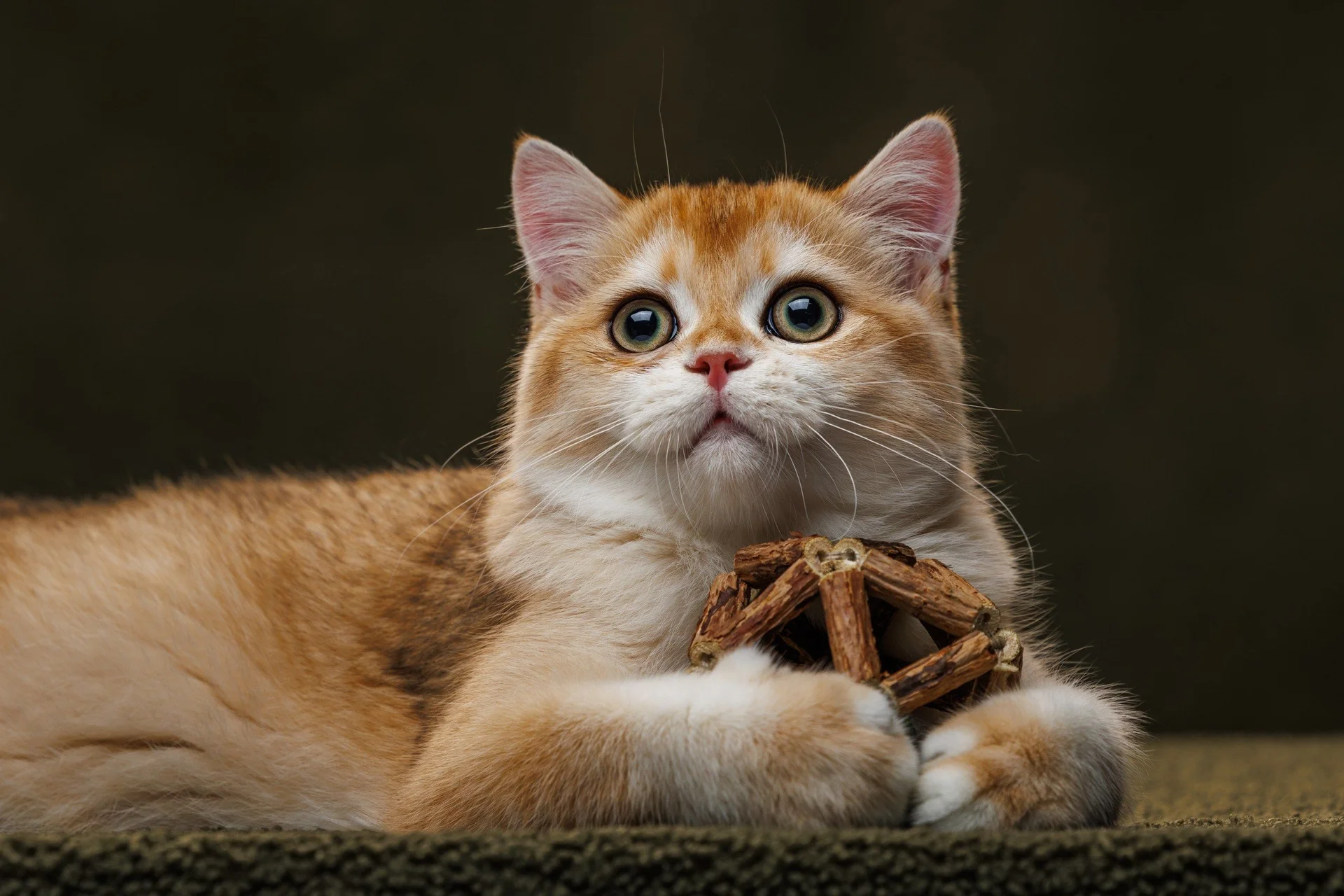 шотландский клубный котенок золотая шиншилла - миниатюра 8
