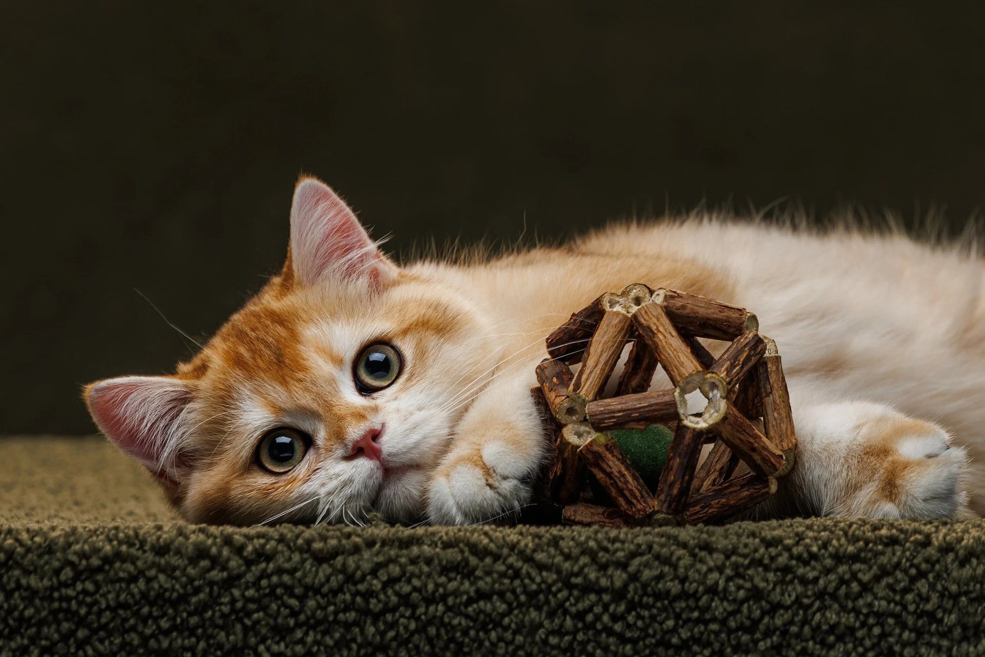 шотландский клубный котенок золотая шиншилла - миниатюра 9