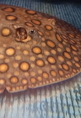 Скат моторо