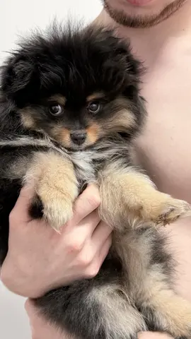 Померанский шпиц
