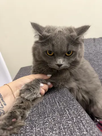 Кошка, котёнок британка длинношёрстная