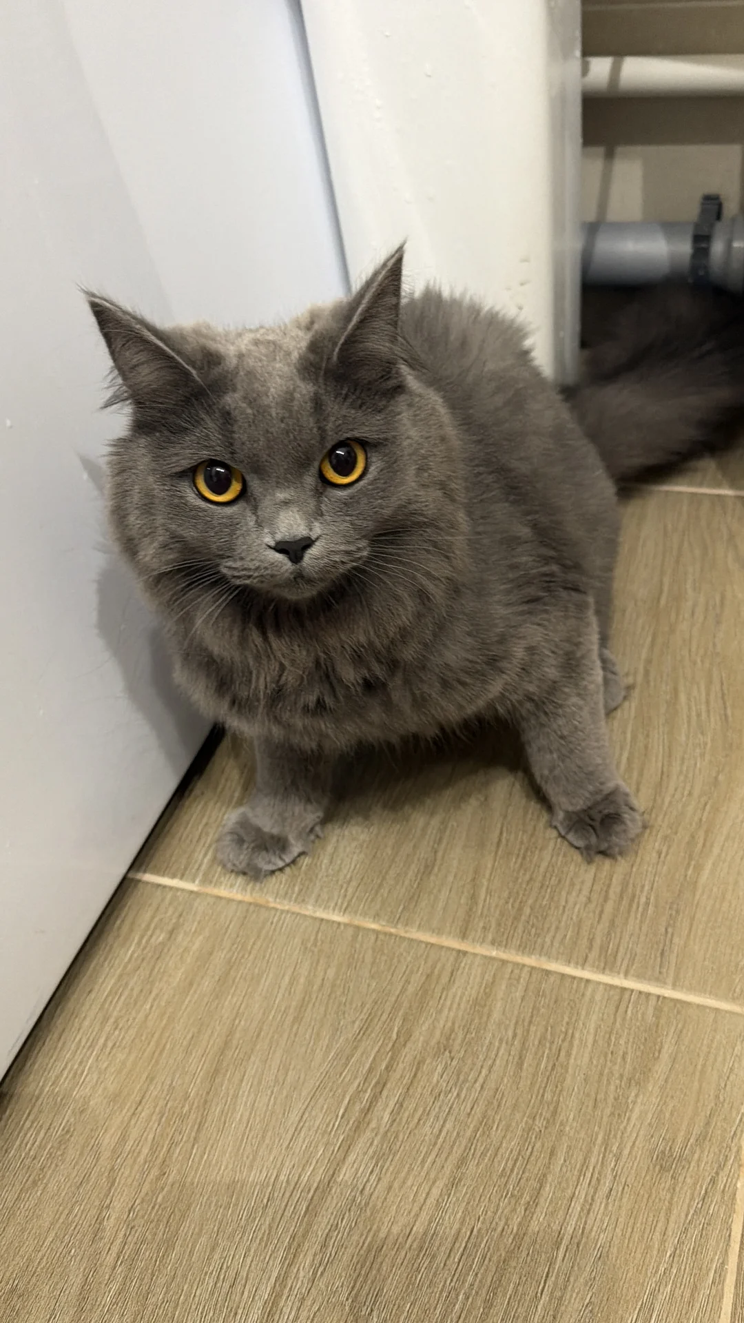 Кошка, котёнок британка длинношёрстная - миниатюра 2