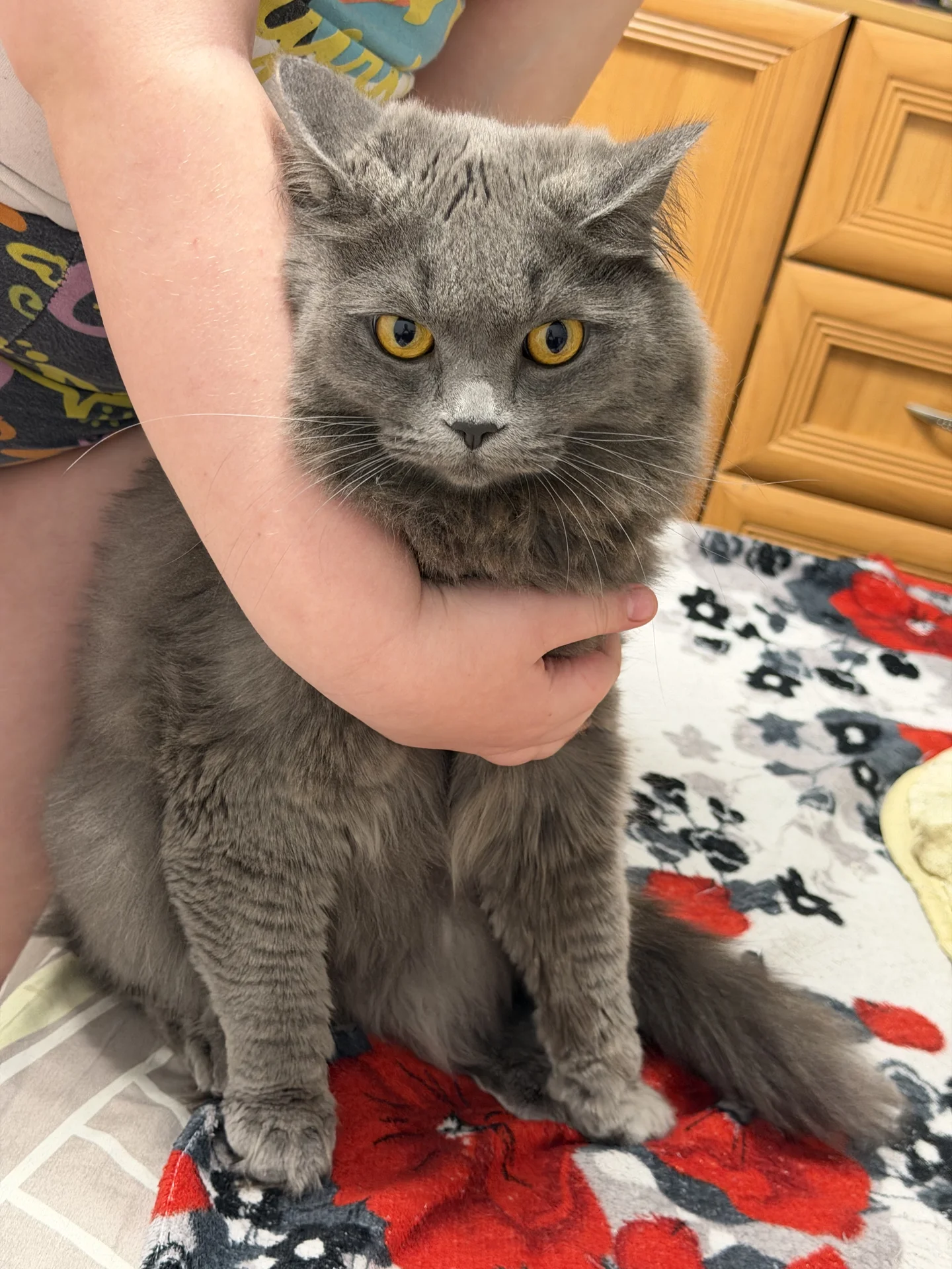 Кошка, котёнок британка длинношёрстная - миниатюра 3