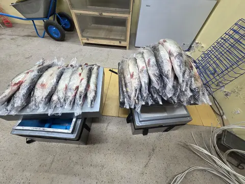 Щука