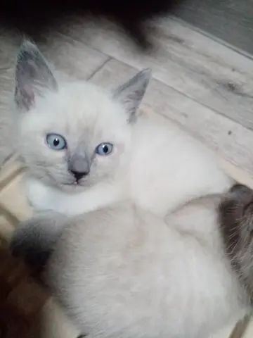 Продаются котята Колор Поинт