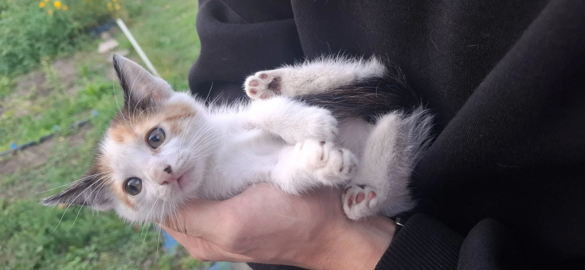 Котёнок в добрые руки - изображение 1