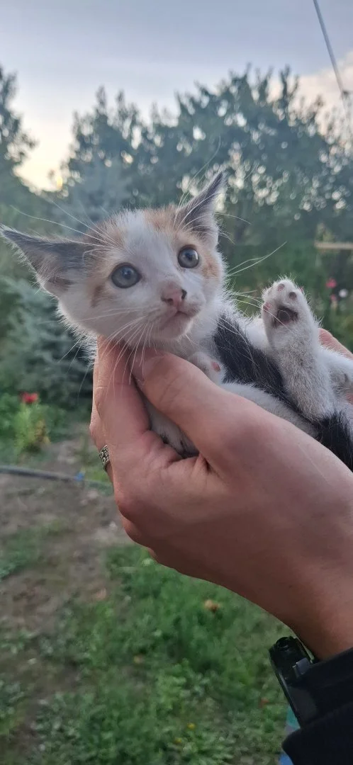 Котёнок в добрые руки - миниатюра 2