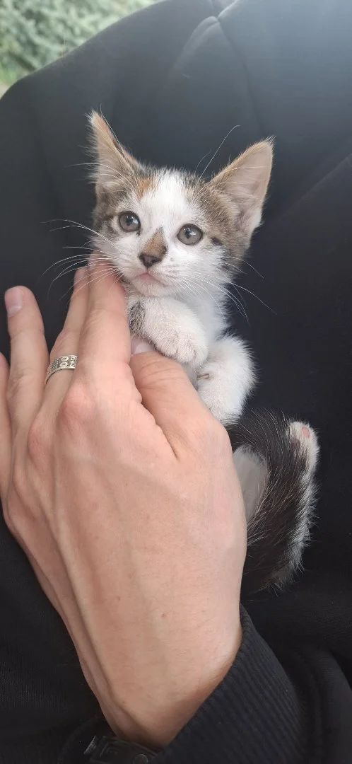 Котёнок в добрые руки - миниатюра 3