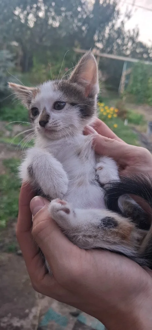 Котёнок в добрые руки - миниатюра 4