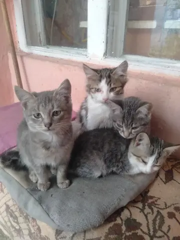 котята в добрые руки бесплатно