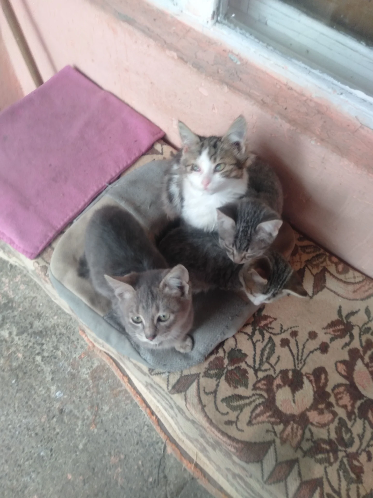котята в добрые руки бесплатно - миниатюра 2