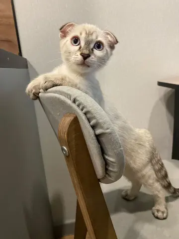Котенок