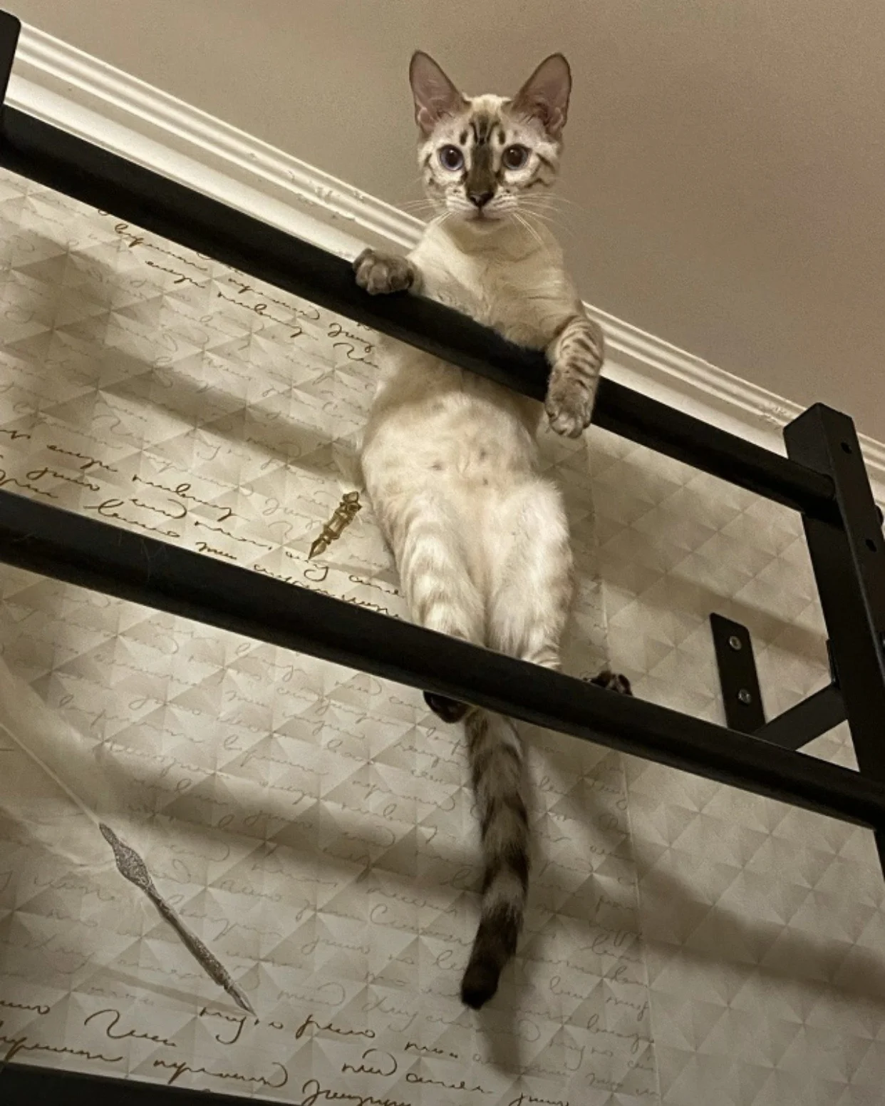 Котенок - миниатюра 3