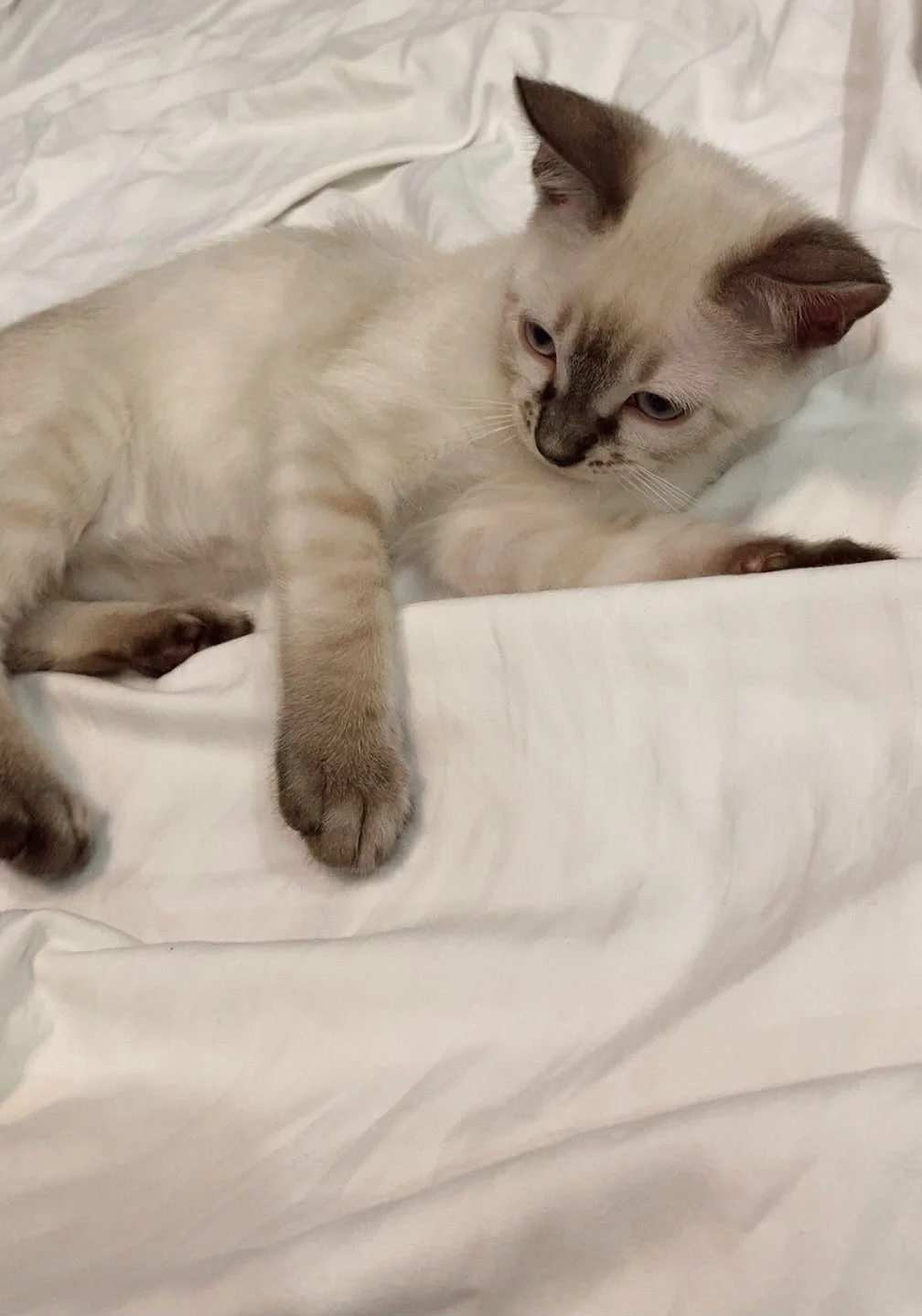 Котята - миниатюра 4