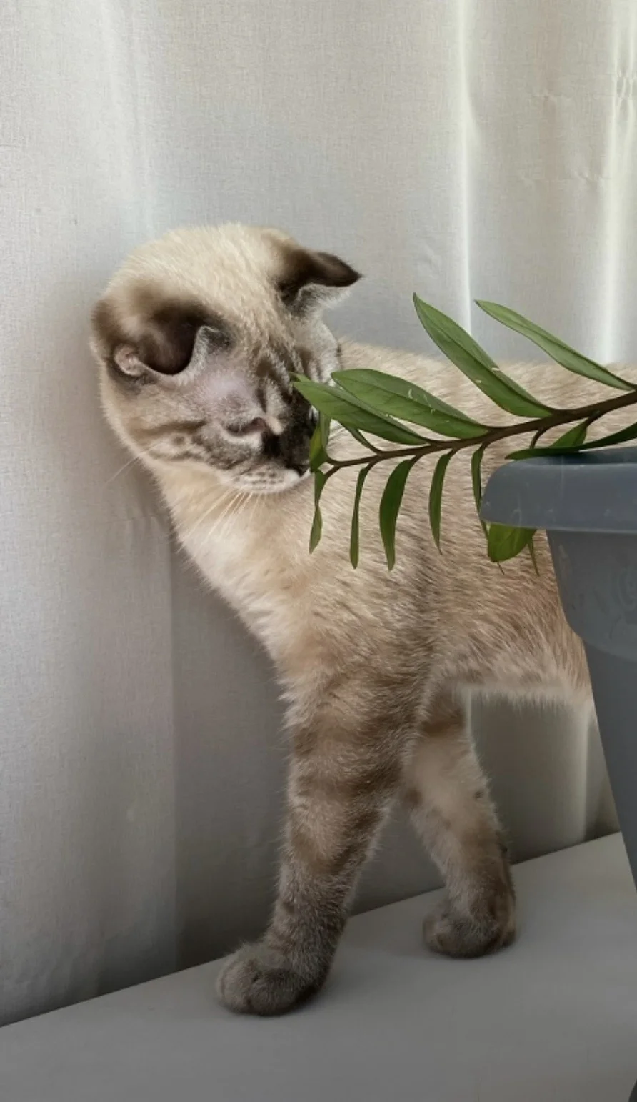 Котята - миниатюра 7