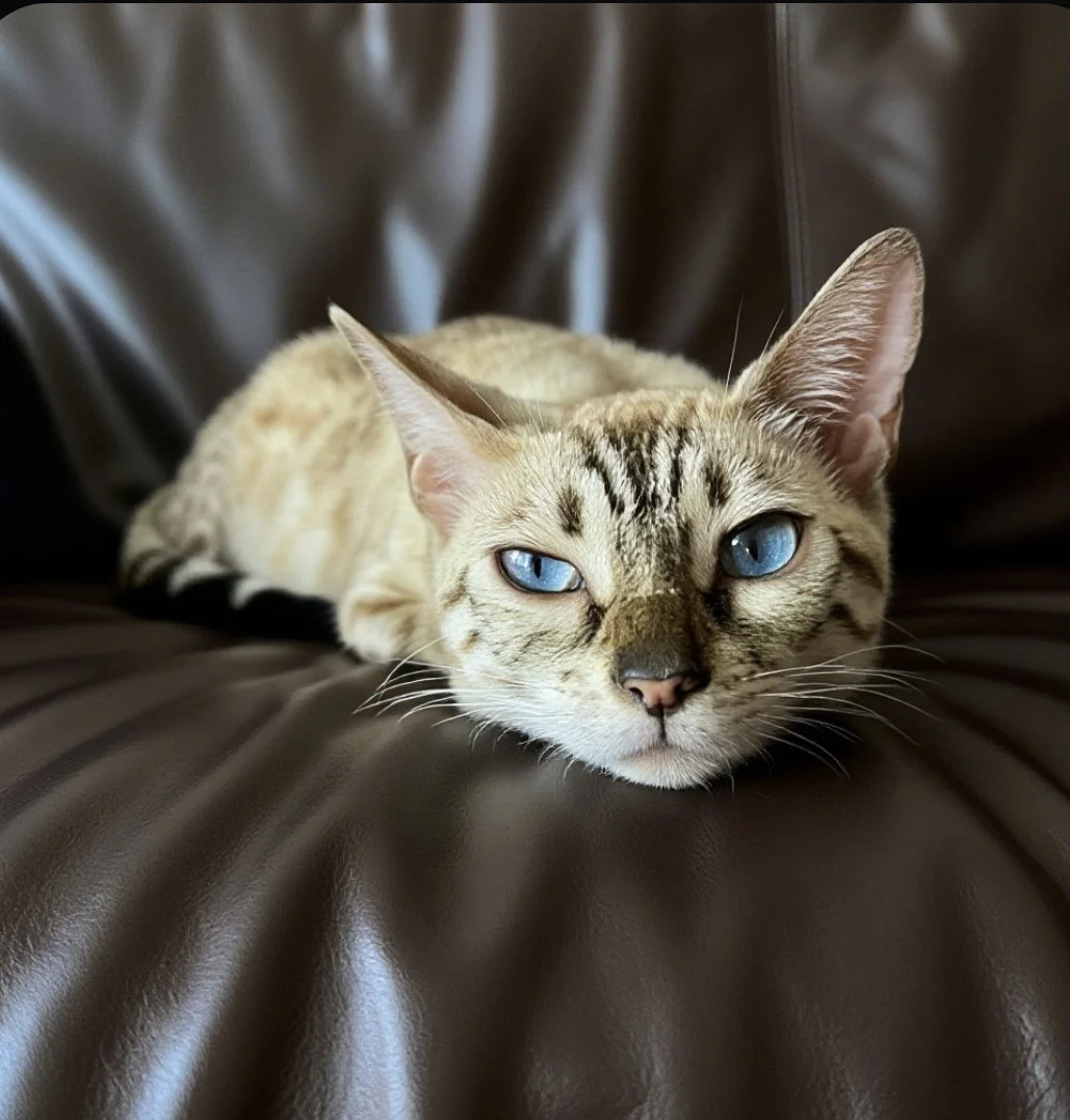 Котята - миниатюра 4