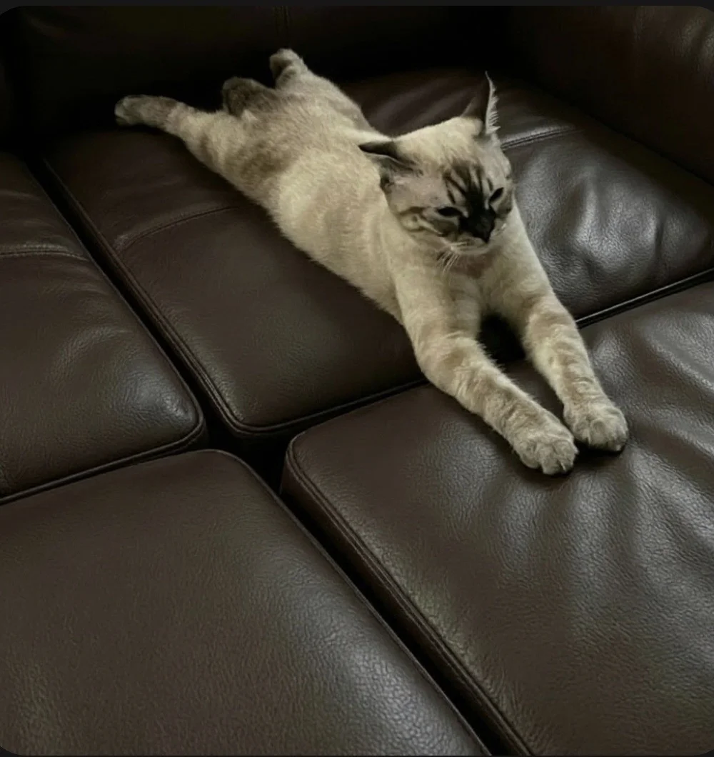 Котята - миниатюра 8