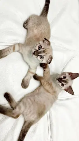 Котята