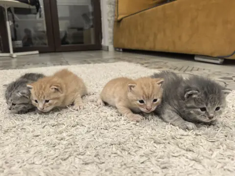 котята рыжие мальчики