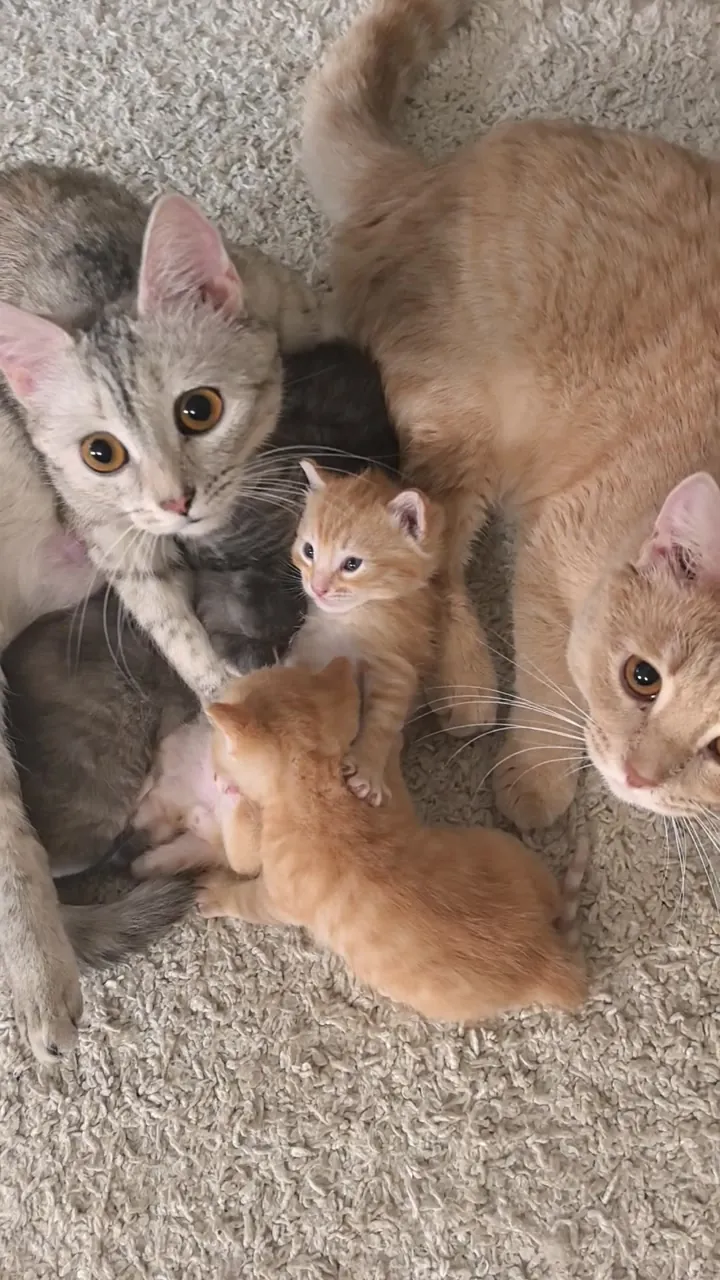котята рыжие мальчики - видео 2