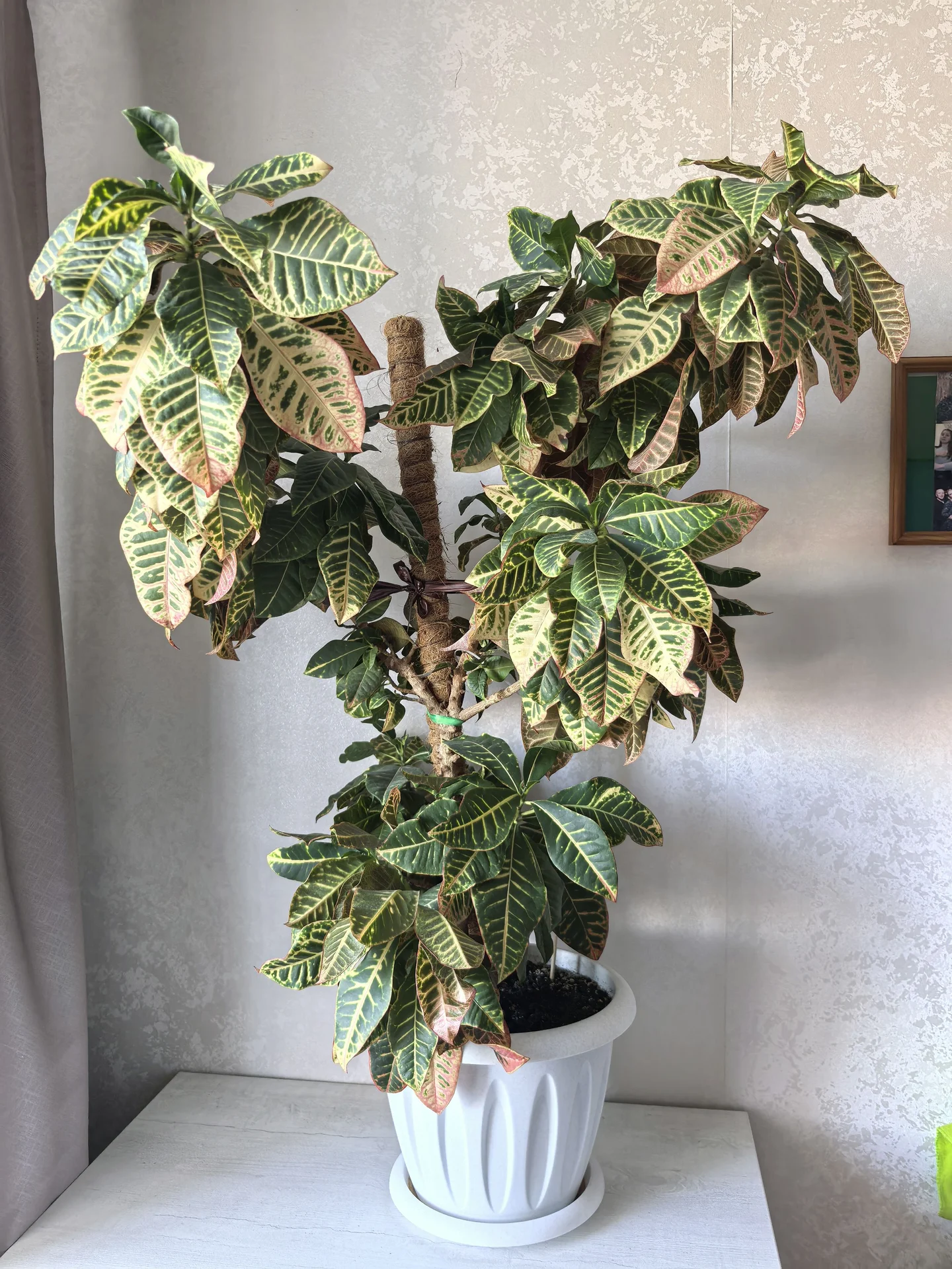 кротон🌿 - изображение 1