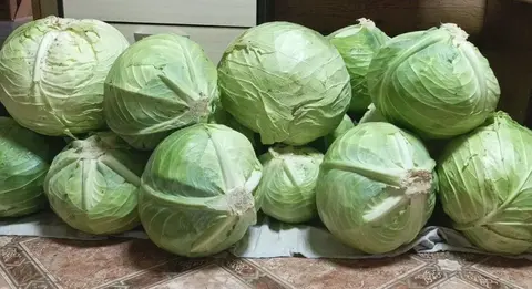 Продам капусту на засолку