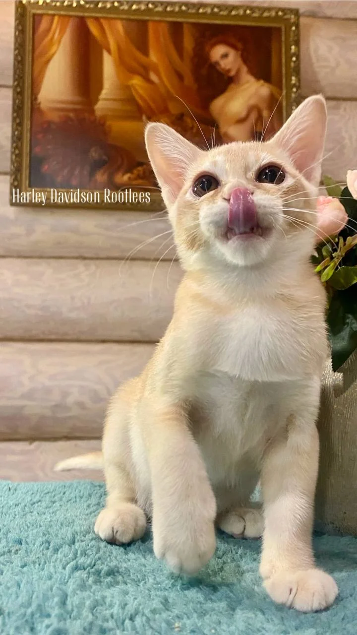 Европейская Бурма котята