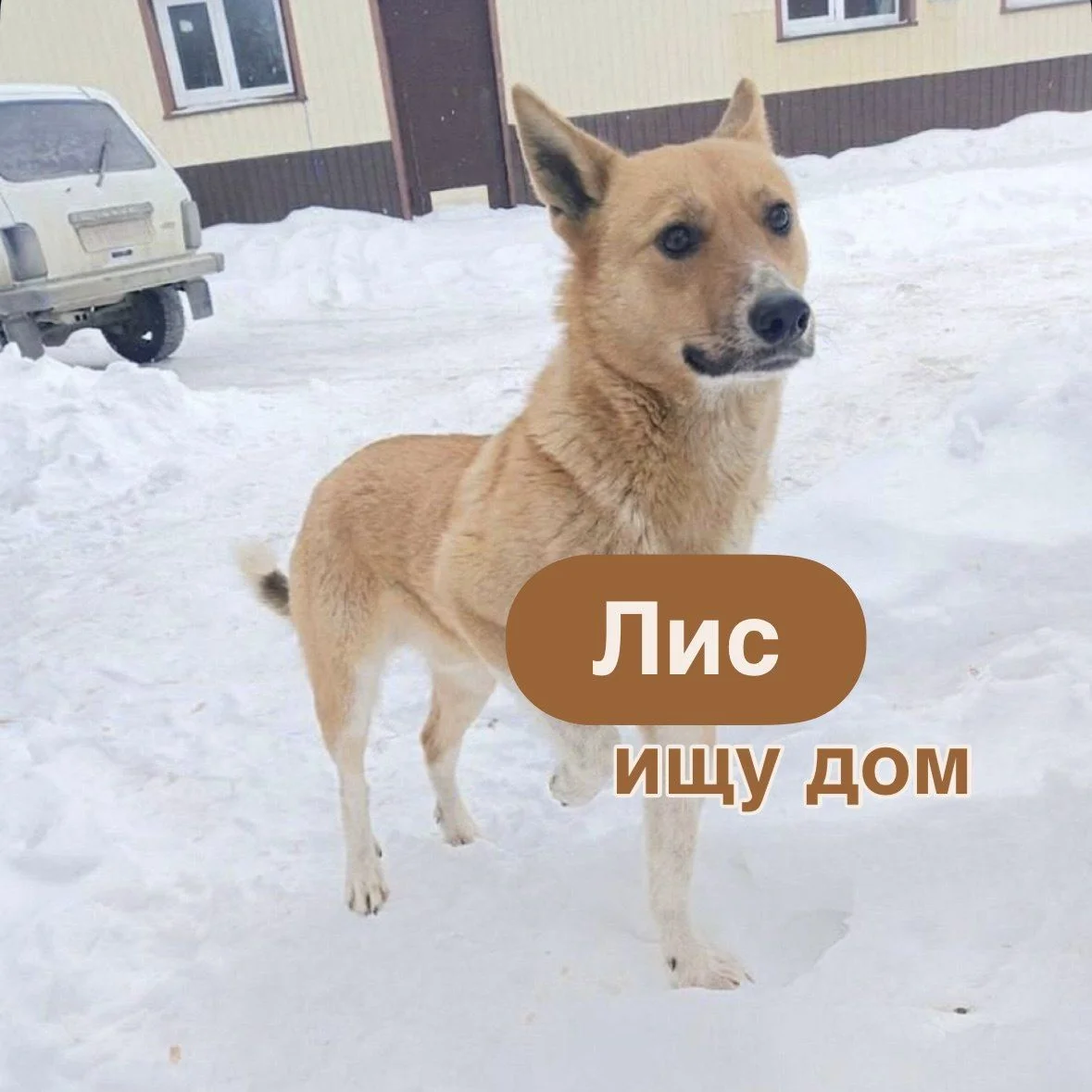 Собака в добрые руки - изображение 1