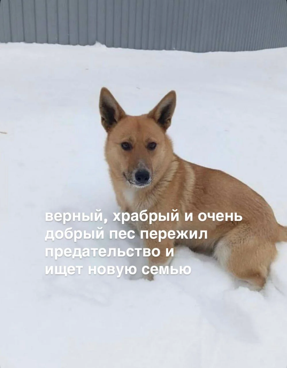 Собака в добрые руки - миниатюра 2