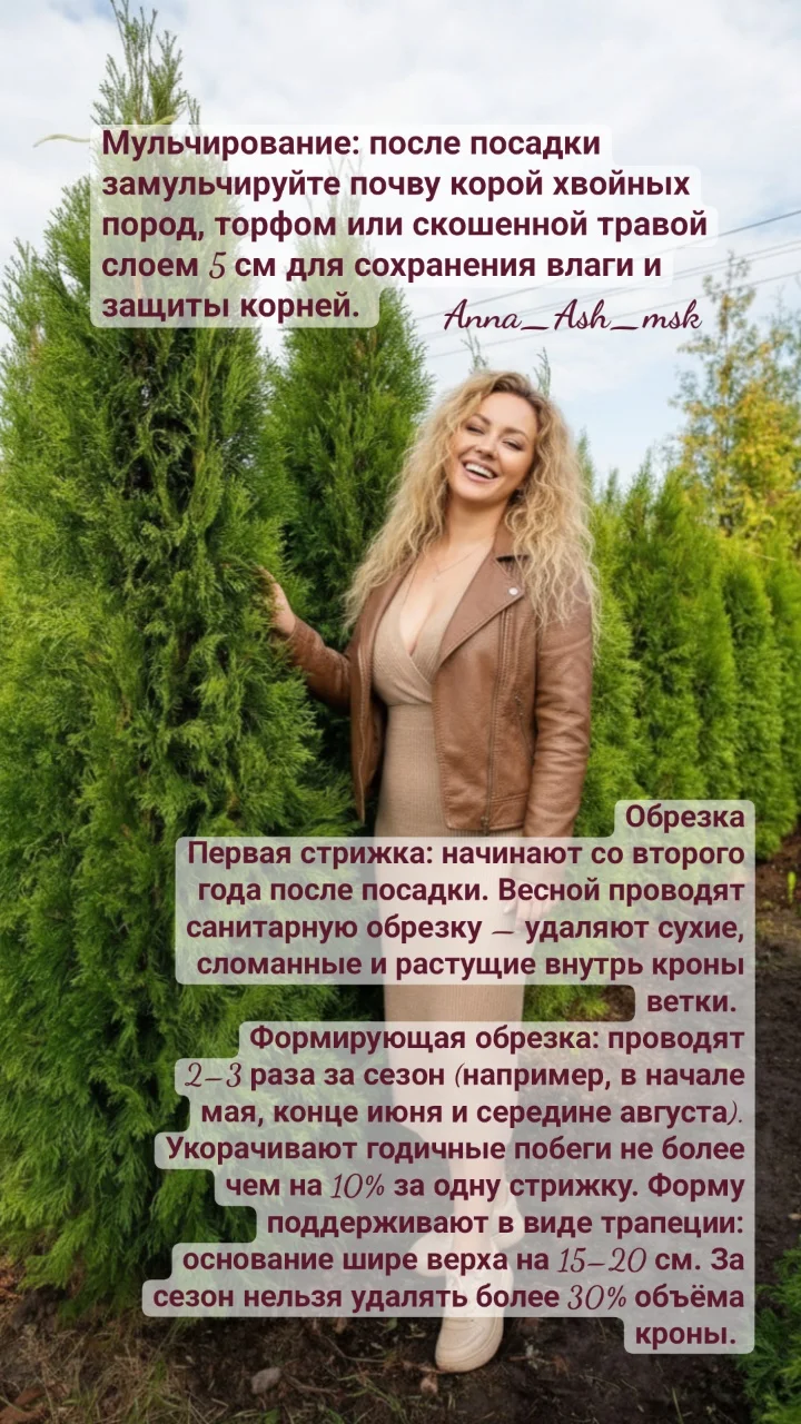 Живая изгородь. Забор из туй Смарагд/Брабант - миниатюра 3