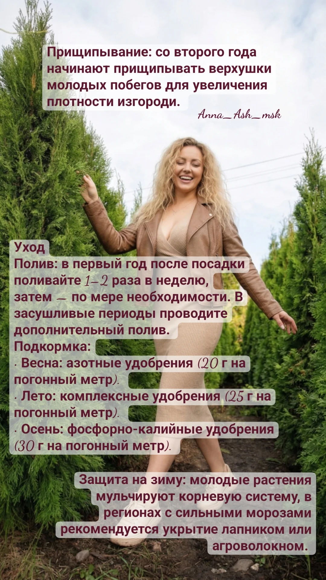 Живая изгородь. Забор из туй Смарагд/Брабант - миниатюра 4